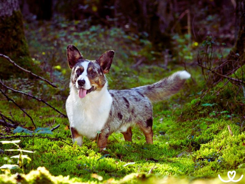 Plemeno-welsh-corgi-cardigan (8)